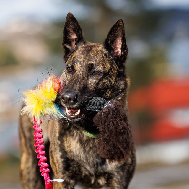 Squeaker tube Sheepskin n Faux Fur Bungee Tug