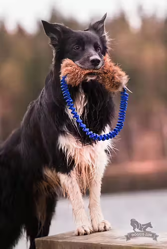 FOX Bungee Ring Tug