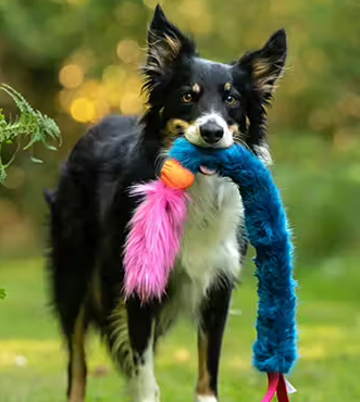 Long Faux Fur with Chuckit & Faux Fur Tail Bungee Chaser