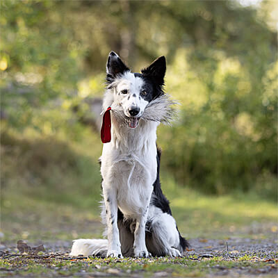 Badger Fur Pocket Tug