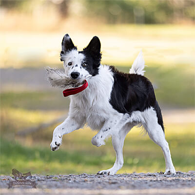 Badger Fur Pocket Tug