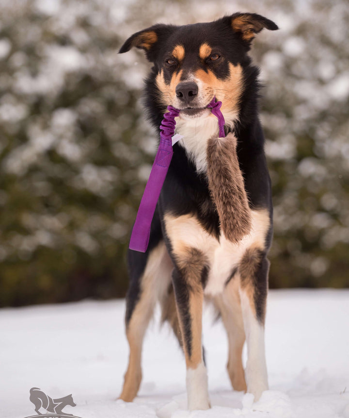 Bungee Beaver fur Tug