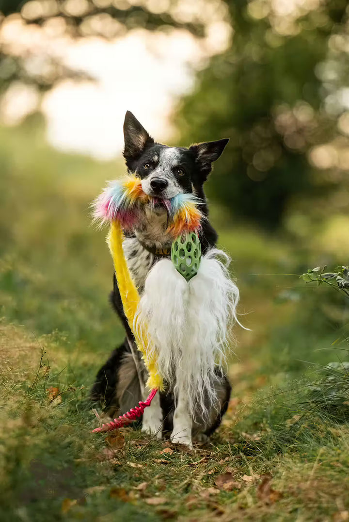 Holee Comet Bungee Chaser Tug