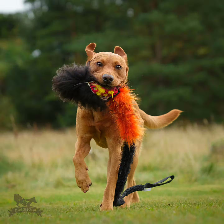 Holee Comet Bungee Chaser Tug