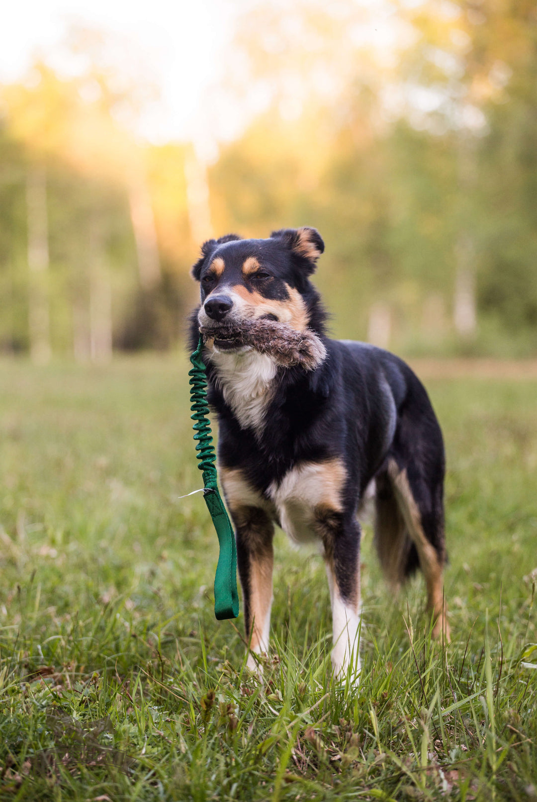 Rabbit Fur Bungee tug