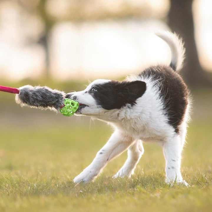 Mini Holee Roller with Rabbit Bungee Tug