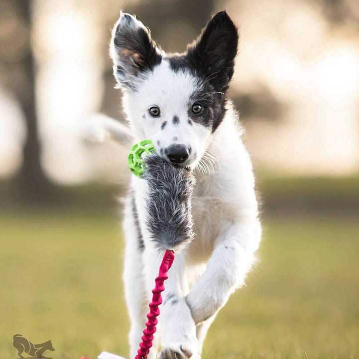 Mini Holee Roller with Rabbit Bungee Tug