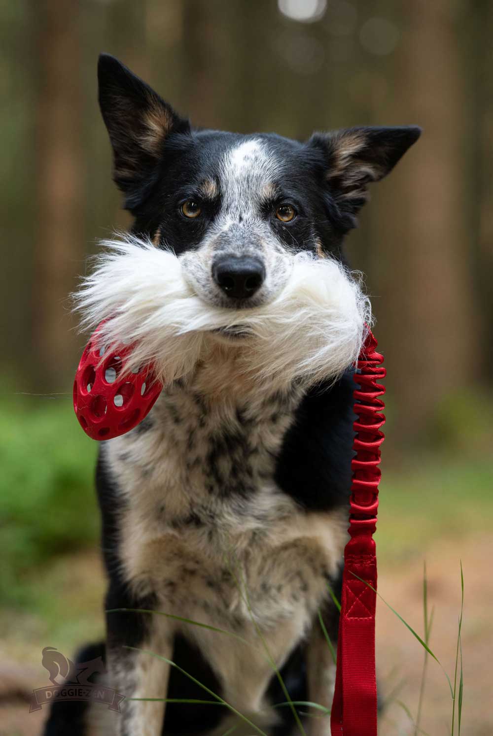 Holee Football with Sheepskin bungee tug