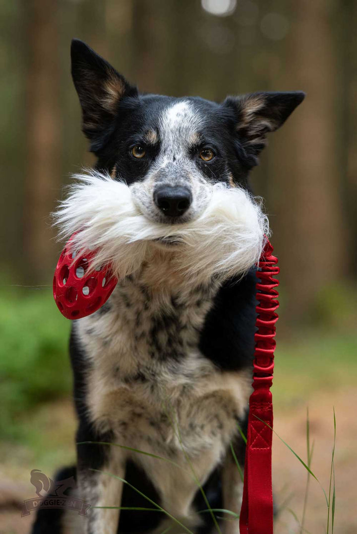 Holee Football with Sheepskin bungee tug