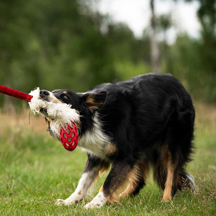 Holee Football with Sheepskin bungee tug