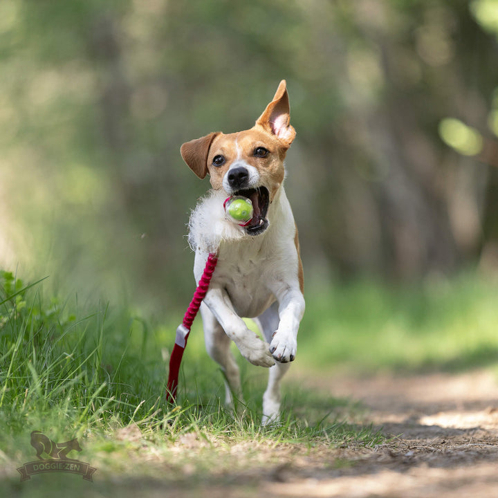 Amazing Squeaker ball with Sheep fur Bungee Pocket tug