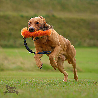 Wild Boar n Faux Fur Bungee Tug