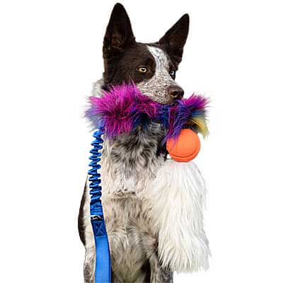 Chuckit ball with Faux fur & Sheepskin tail bungee tug