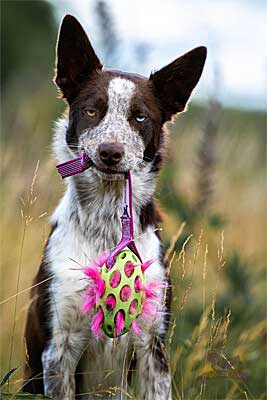 Squeaky Holee Football Sure grip Pocket Tug