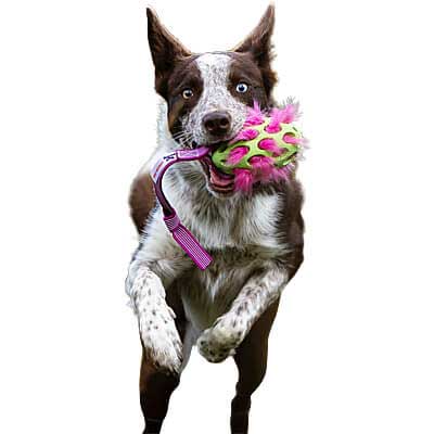 Squeaky Holee Football Sure grip Pocket Tug