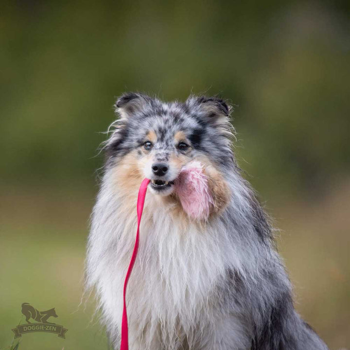 Rabbit Fur Squeaky Chaser