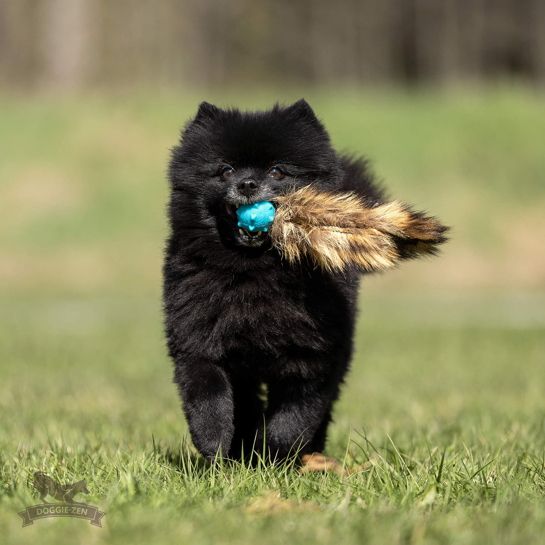 Raccoon Tail with Amazing Squeaker Knobble Ball