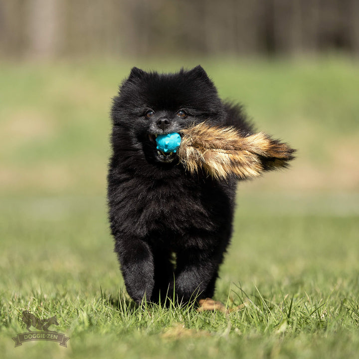 Raccoon Tail with Amazing Squeaker Knobble Ball
