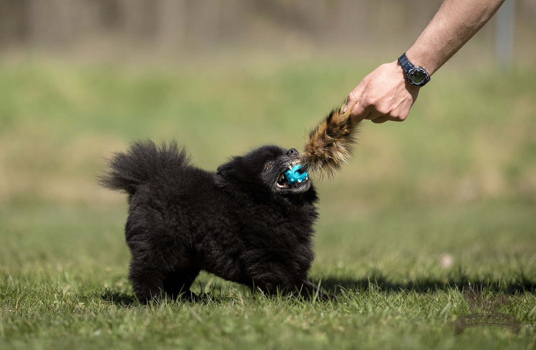 Raccoon Tail with Amazing Squeaker Knobble Ball