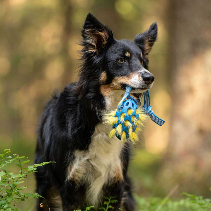 Squeaky Holee Football Sure grip Pocket Tug