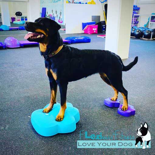 Flexiness®ToyPawDiscs- set of 4
