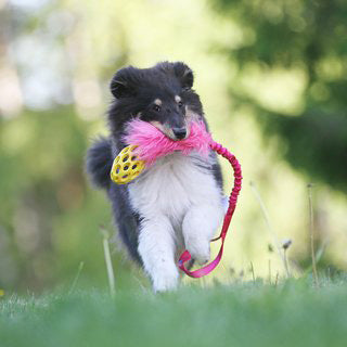 Hol-ee Football Faux Fur  Bungee Tug