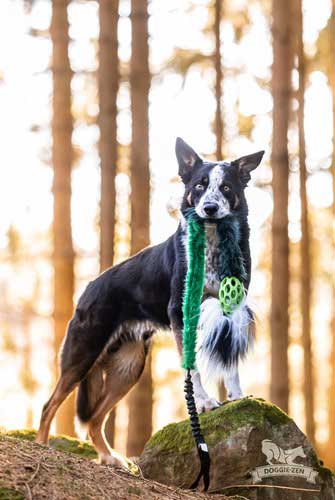 Holee Comet Bungee Chaser Tug