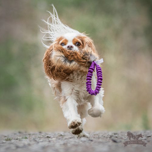 Pocket Fox Full Bungee Tug