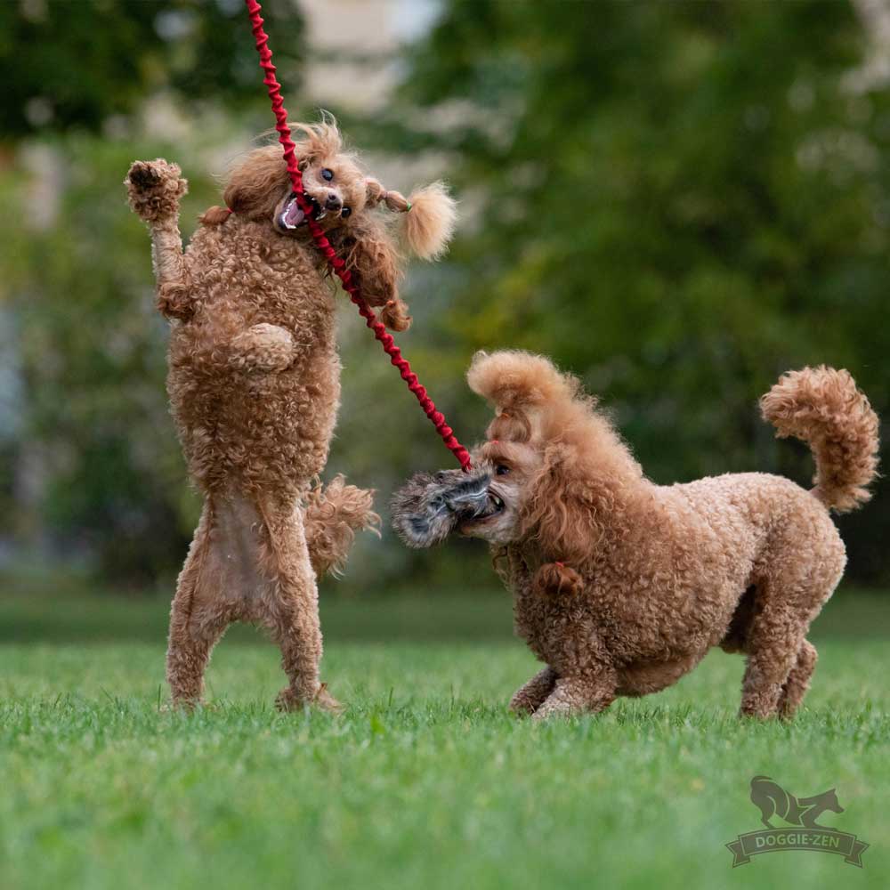 Long Bungee Rabbit Treat Pouch Chaser