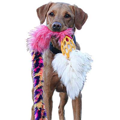 Holee Comet Bungee Chaser Tug