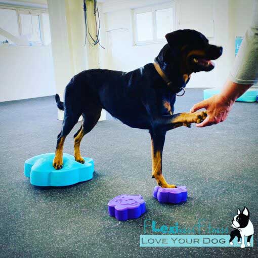 Flexiness®ToyPawDiscs- set of 4