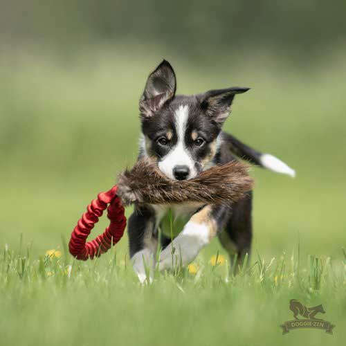 Pocket Full Bungee Beaver fur Tug