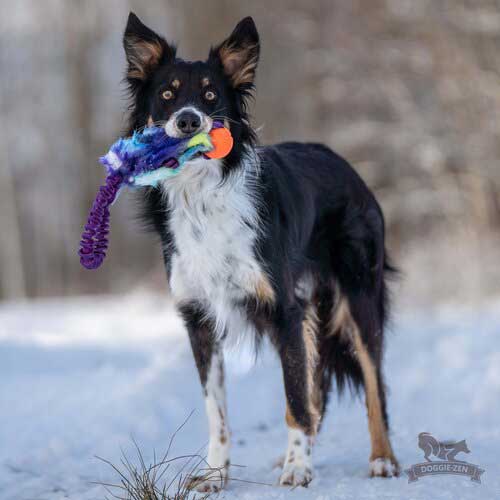 Faux fur Treat Pouch with Chuckit ball and full bungee handle