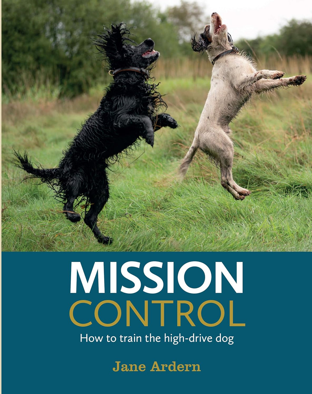 Mission Control: How to train the high-drive dog