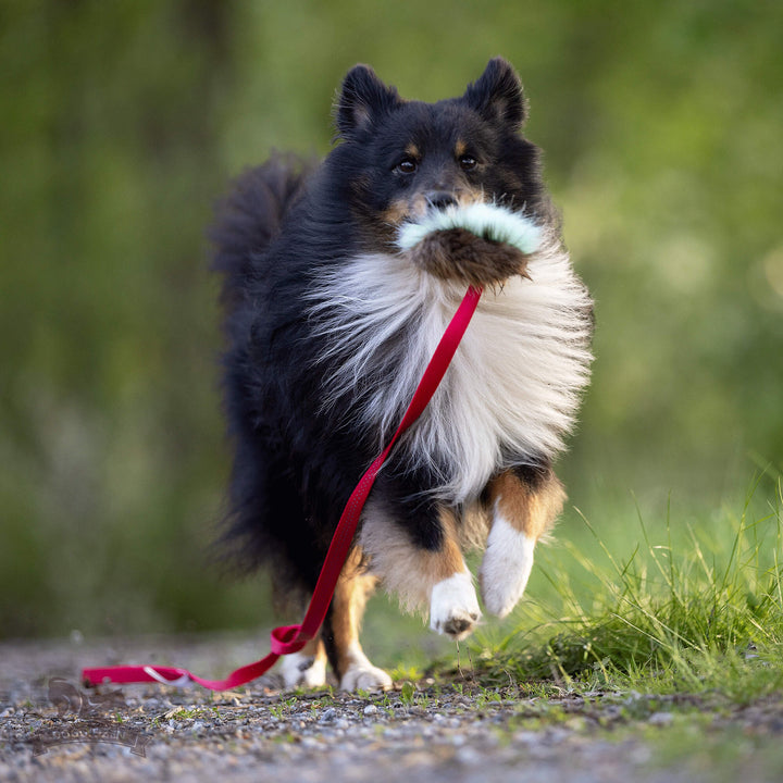 Squeaky Beaver Fur Chaser