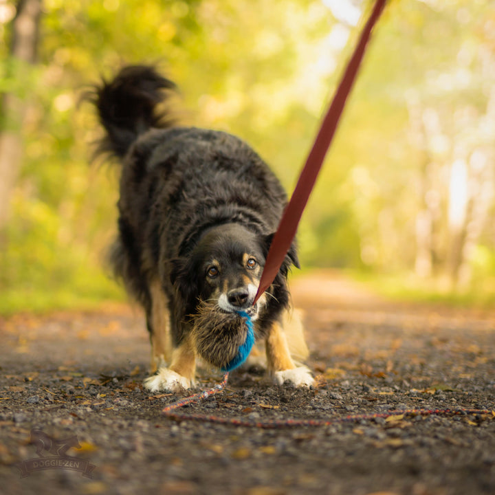 Squeaky Beaver Fur Chaser