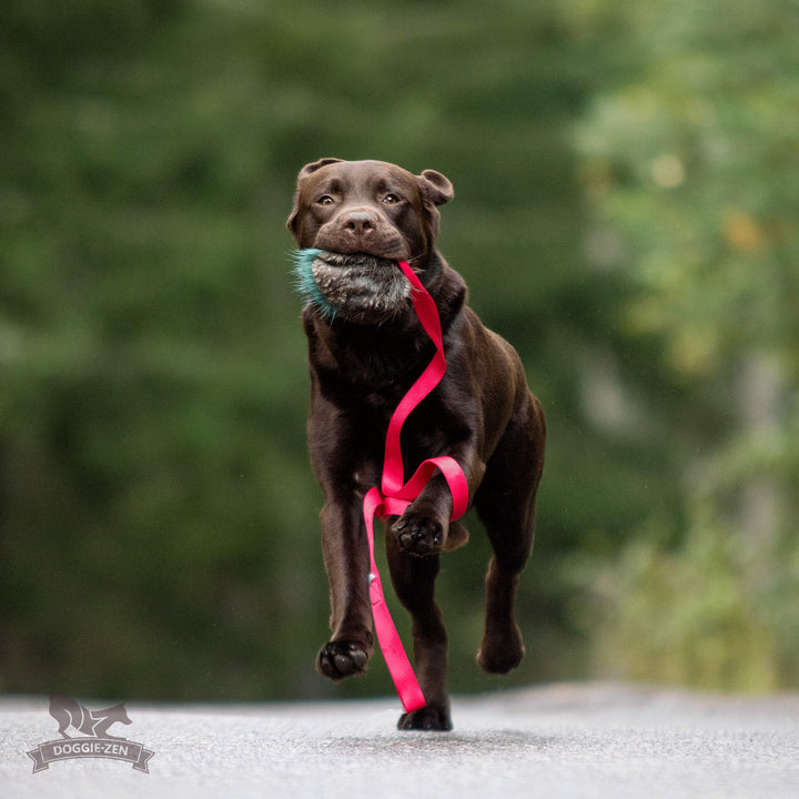 Squeaky Beaver Fur Chaser
