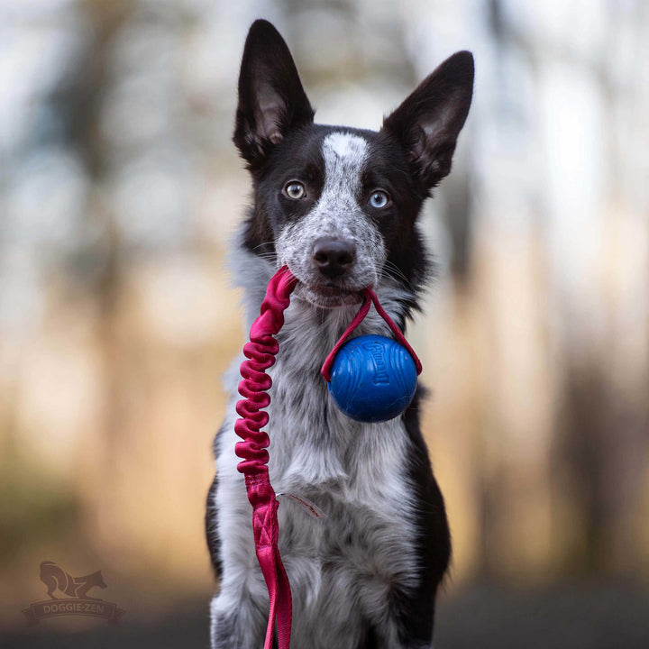 Chuckit Super Crunch Bungee Tug