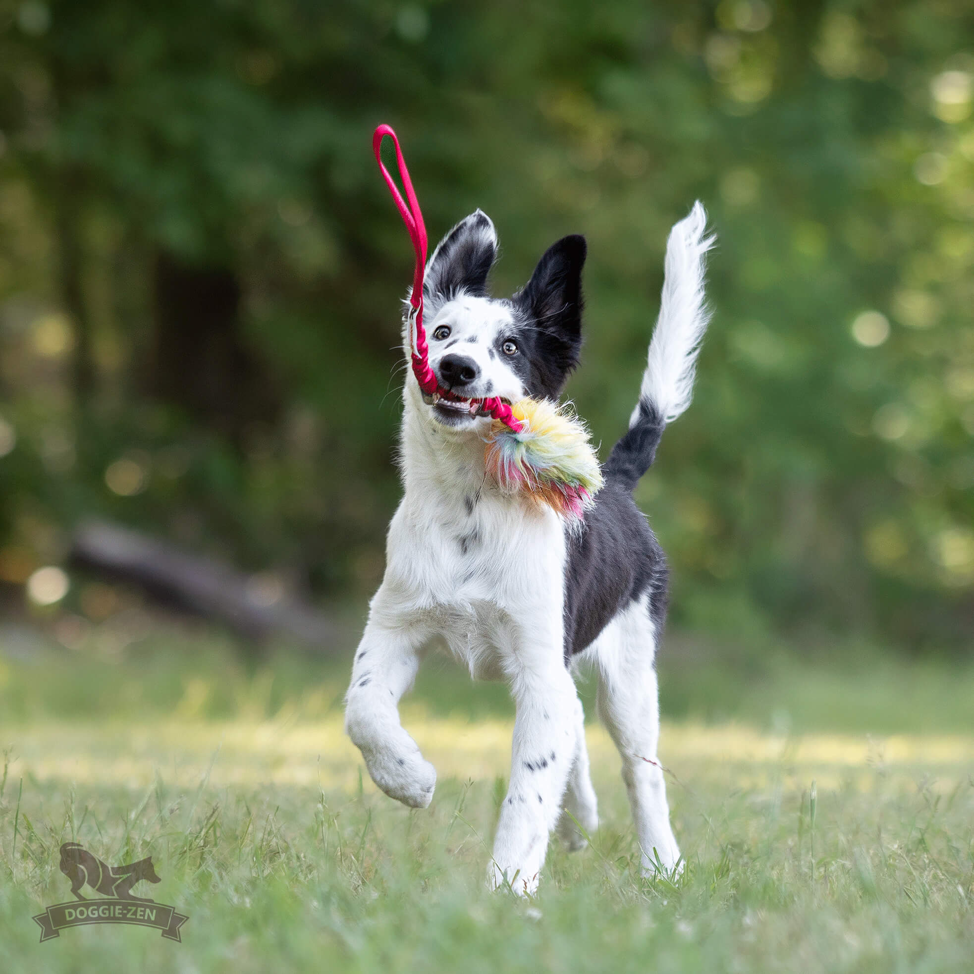All Dog toys