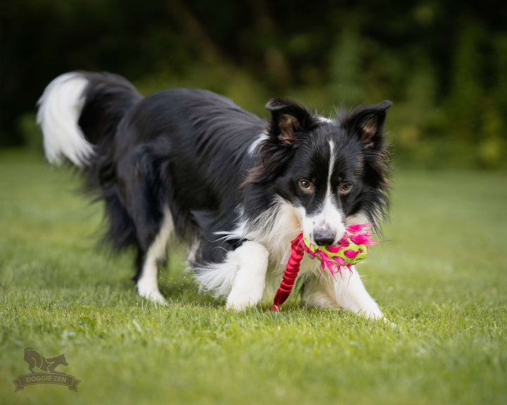 Squeaky Holee Football and Faux Fur Bungee Knot Tug