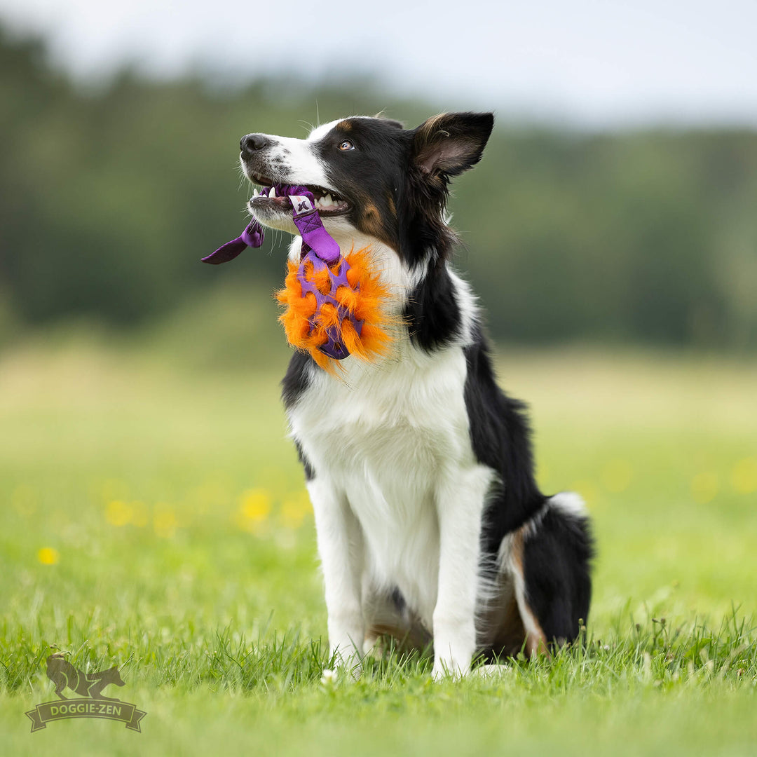 Squeaky Holee Football and Faux Fur Bungee Knot Tug