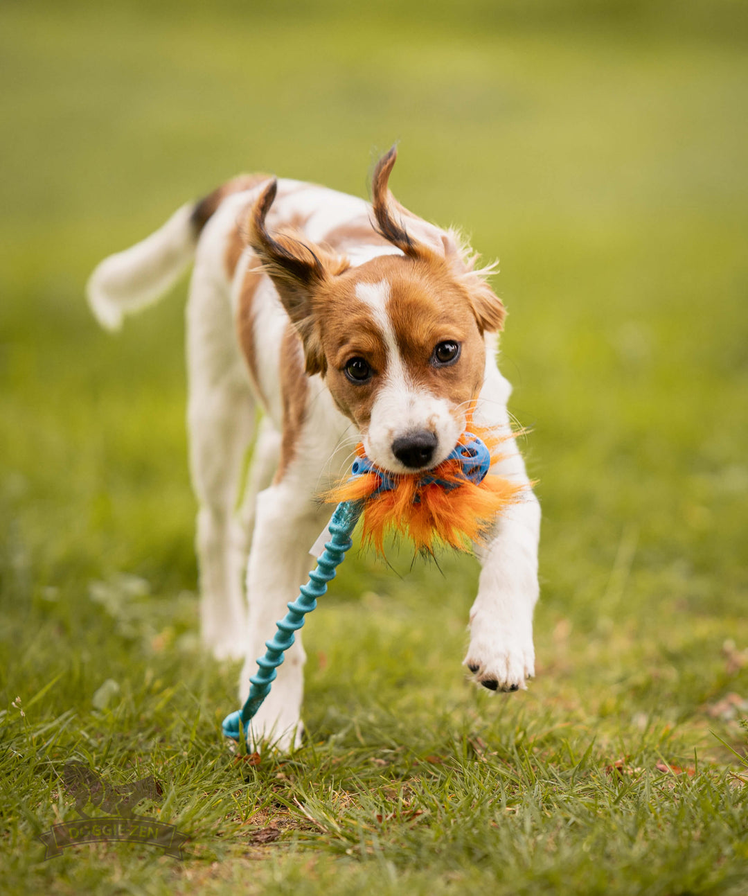 Squeaky Holee Football and Faux Fur Bungee Knot Tug