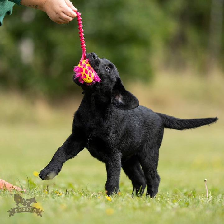 Squeaky Holee Football and Faux Fur Bungee Knot Tug