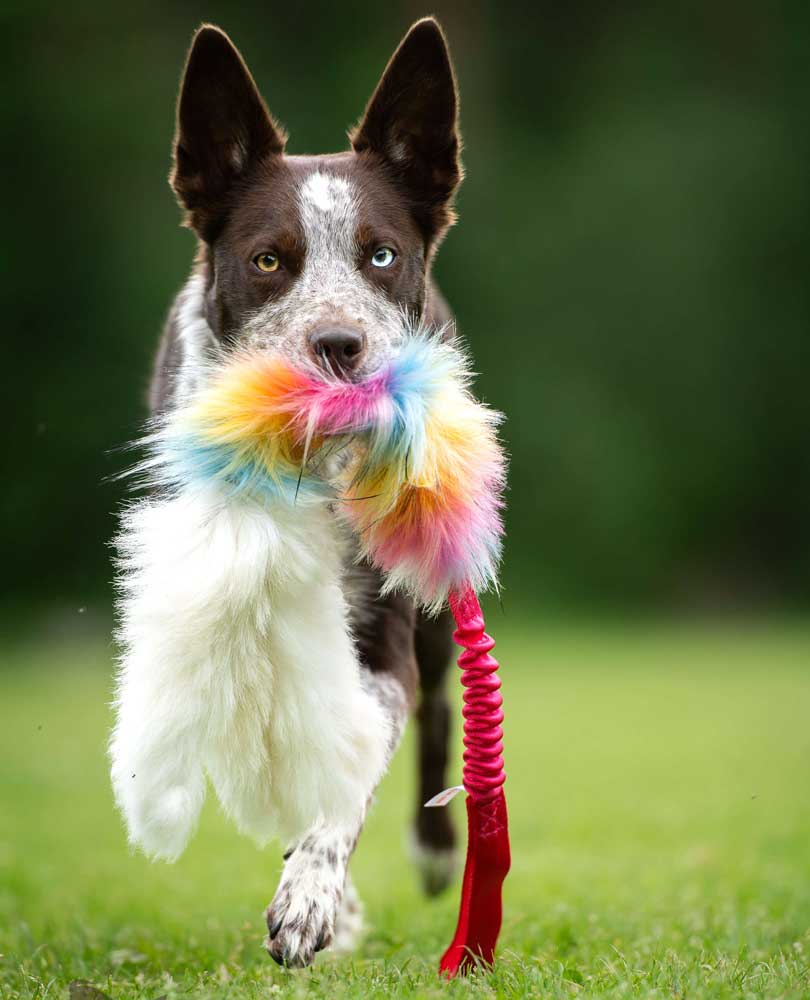 Octopus sheepskin & Faux fur Bungee Tug