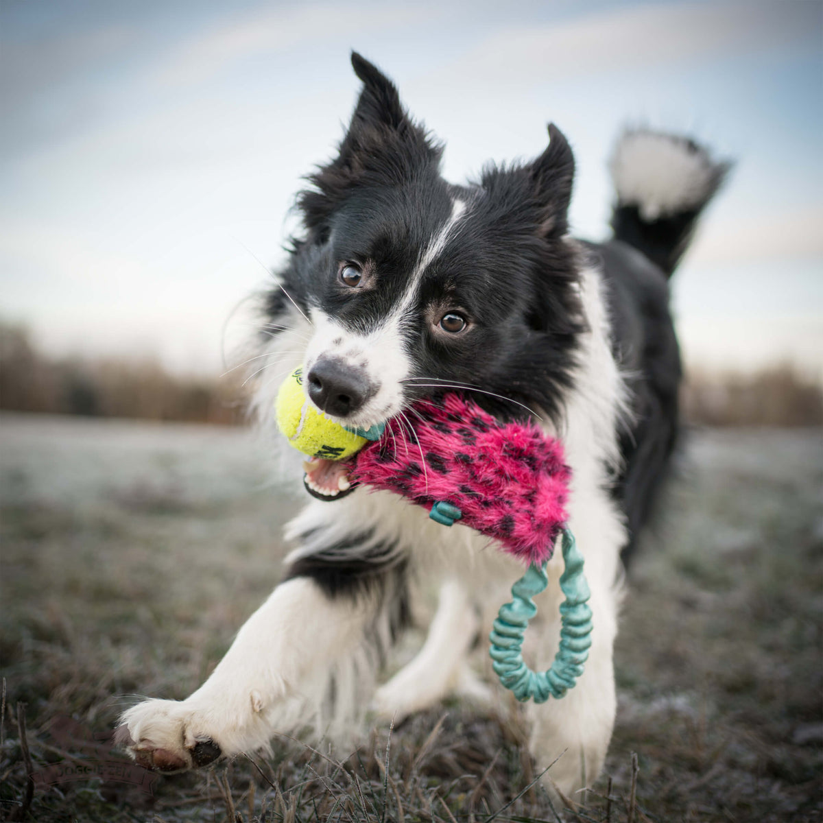 All Dog toys