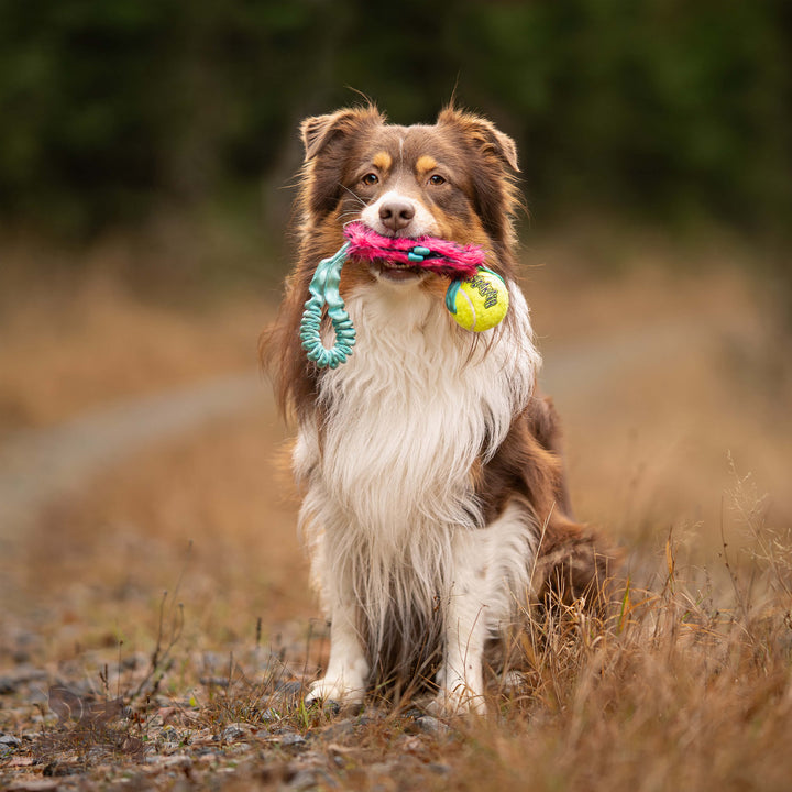 Treat Pocket Bungee Tug with KONG Air Squeaker Ball