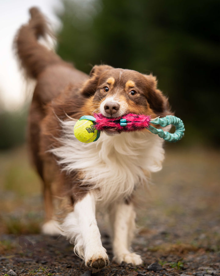 Treat Pocket Bungee Tug with KONG Air Squeaker Ball