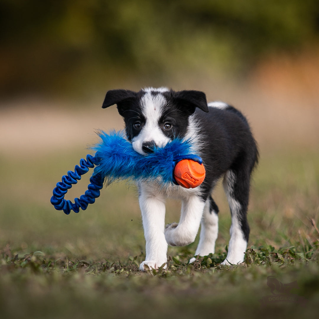 Pocket Full Bungee Faux Fur with Chuckit Tug