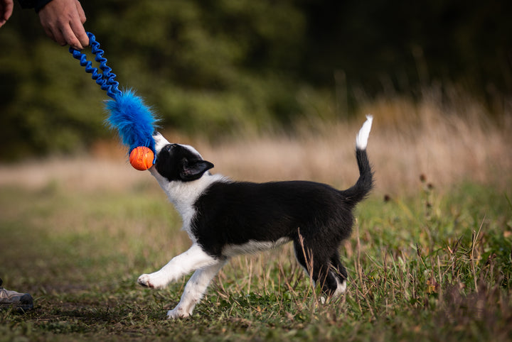 Pocket Full Bungee Faux Fur with Chuckit Tug