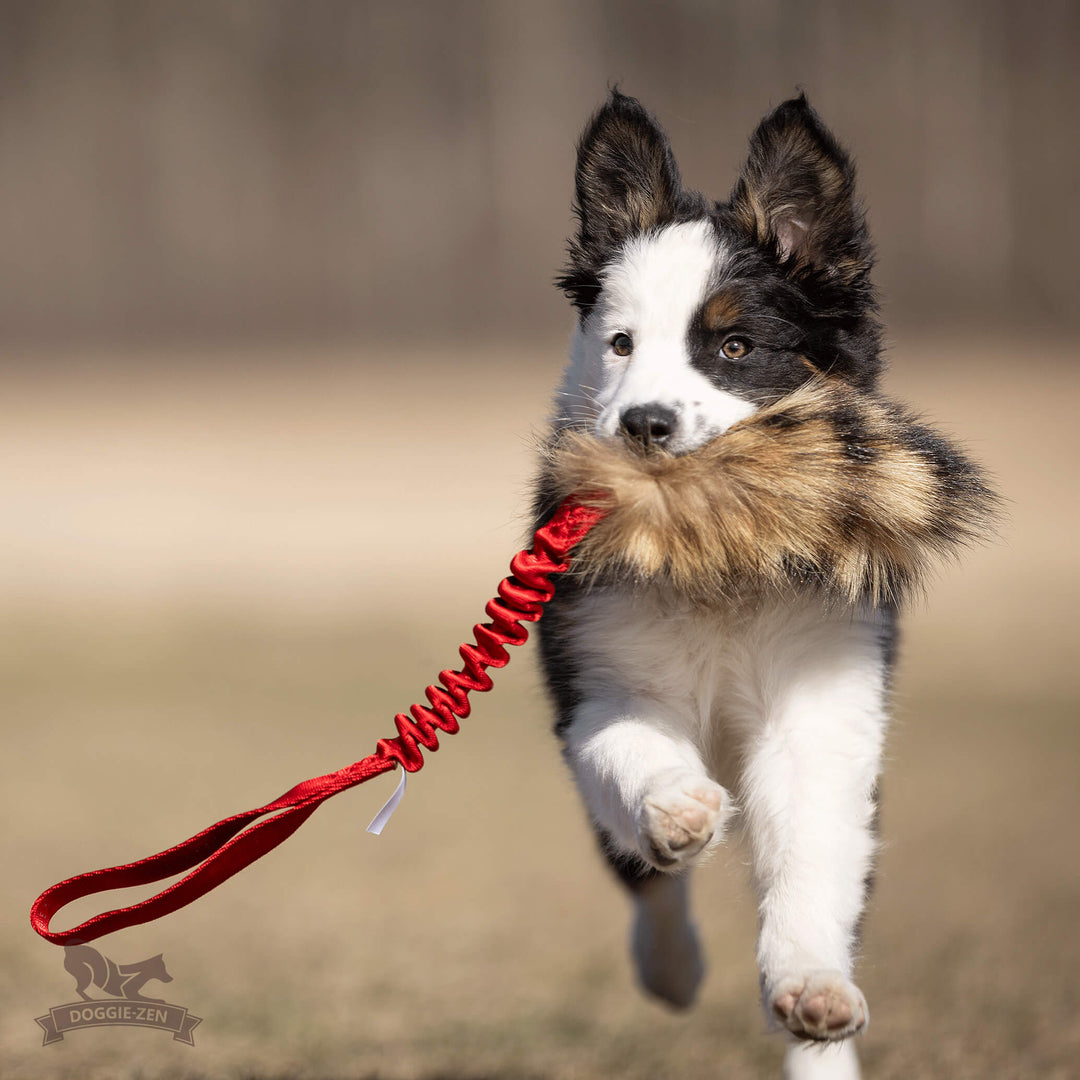 Raccoon Fur Bungee Tug